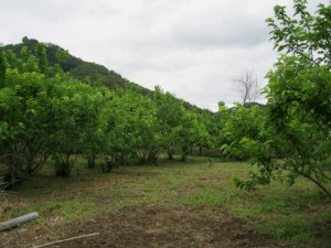 IMG_0081
