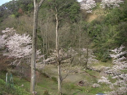 東山公園内の桜 東山公園内の桜